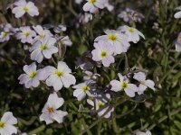 Malcolmia flexuosa 1, Saxifraga-Willem van Kruijsbergen